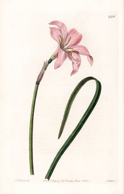 Variedad híbrida de Zephyranthes - Placa grabada por S.Watts, de una ilustración de Sarah Anne Drake, del Registro Botánico de Sydenham Edwards de Sydenham Teast Edwards