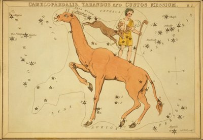 Camelopardalis, Tarandus y Custos Messium, Ilustración de 