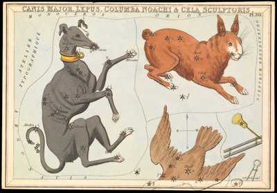 Canis Major. Lepus, Columba Noachi  Cela Sculptoris, c.1825 (cartulina, papel, tejido ) de Sydney Hall