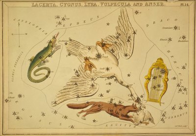 Lacerta, Cygnus, Lyra, Vulpecula y Anser, Ilustración de "Urania