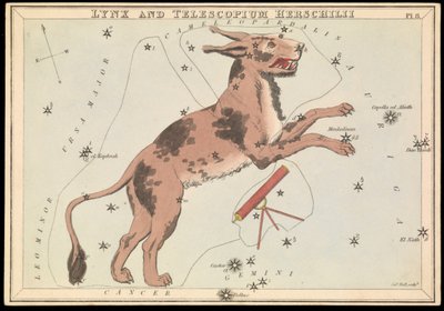 Lynx y Telescopium Hereschilii, c.1825 (cartulina, papel, tejido ) de Sydney Hall