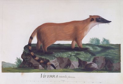 Hembra de Viverra nasuta, grabado en color por Sidney Parkinson (ca 1745-1771) de Sydney Parkinson