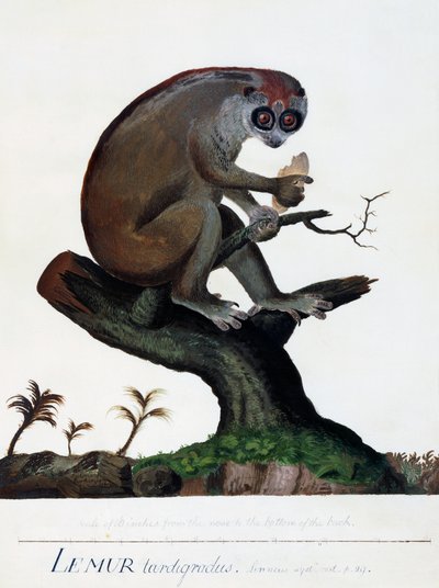 Lemur tardigradus de Sydney Parkinson