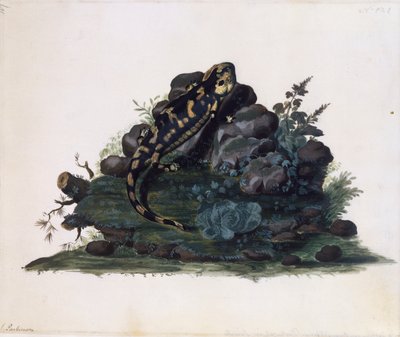 Salamandra, acuarela por Sidney Parkinson (ca 1745-1771), Reino Unido de Sydney Parkinson