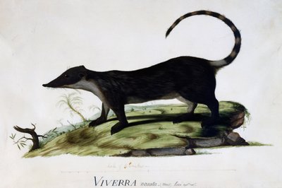 Viverra nasuta macho de Sydney Parkinson