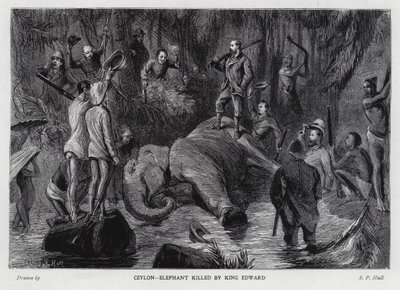 Elefante matado por el Rey Eduardo VII de Sydney Prior (after) Hall