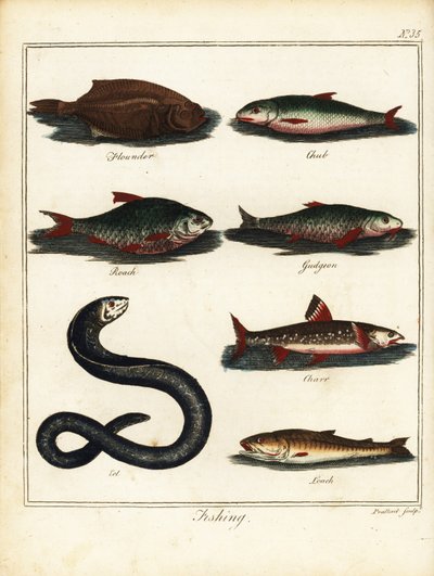 Pesca: platija, cacho, roach, gobio, charr, anguila, locha. 1792 (grabado) de T. Prattent