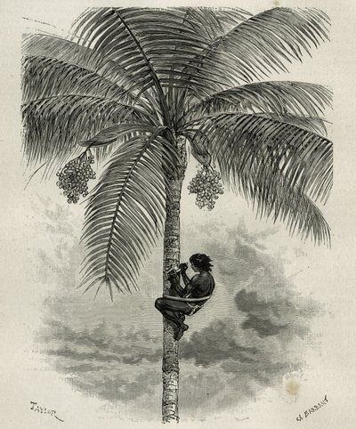 La recolección de cera de palma ceroxylon, en el Quindío (Colombia), ilustración de la historia L