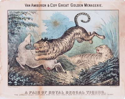 Un par de tigres de Bengala reales de T. W. Strong
