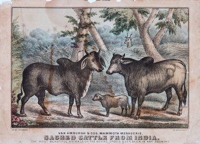 Ganado sagrado de la India de T. W. Strong