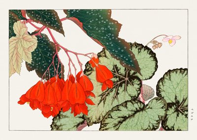 Cracklin Rosie Begonia flor de "Seiyou Sokazufu" de Tanigami Konan