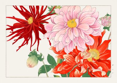 Flor de dalia de "Seiyou Sokazufu" de Tanigami Konan