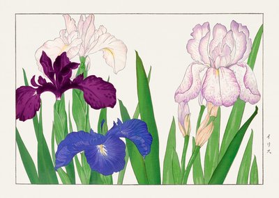 Flor de Iris de "Seiyou Sokazufu" de Tanigami Konan