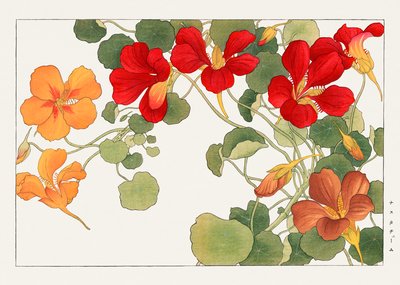Flor de capuchina de "Seiyou Sokazufu" de Tanigami Konan