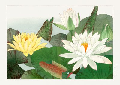 Nymphaea lotus de "Seiyou Sokazufu de Tanigami Konan