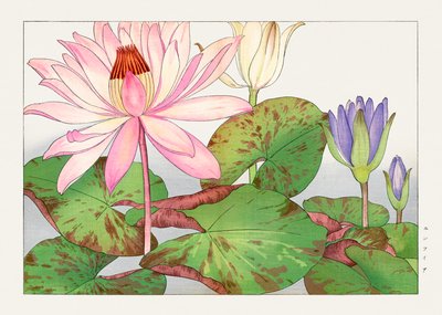 Nymphaea lotus de "Seiyou Sokazufu de Tanigami Konan