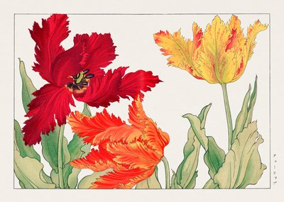 Tulipán loro de "Seiyou Sokazufu" de Tanigami Konan