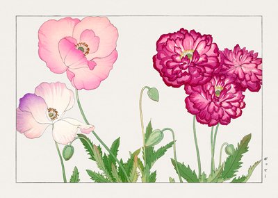 Flor de amapola vintage de "Seiyou Sokazufu" de Tanigami Konan