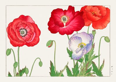 Flor de amapola vintage de "Seiyou Sokazufu" de Tanigami Konan