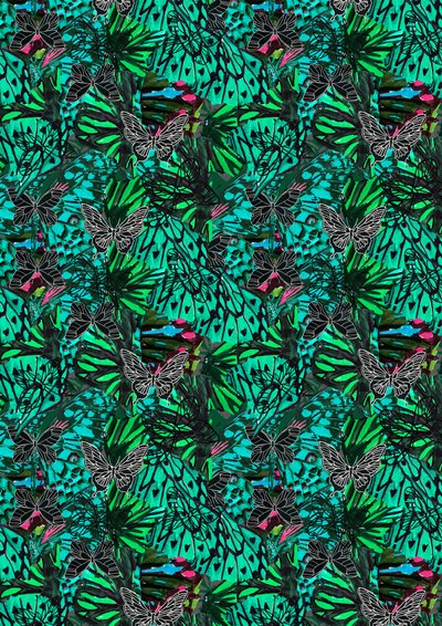 Papillon de Tara Whitehead