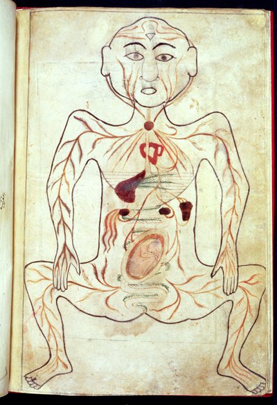 Miembros orgánicos y el embrión en el cuerpo humano, mediados del siglo XV de Tashri Al Badan
