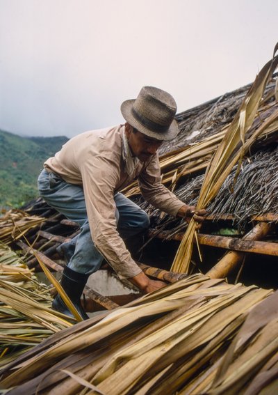 Un campesino colombiano paja su tejado con hojas de caña de azúcar. - Cerca de Pamira, Colombia SA de Ted Spiegel