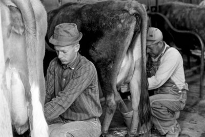 Aprendiz de agricultura aprendiendo a ordeñar vacas en el Centro de Formación Industrial de Carolina del Norte... de Ted Spiegel