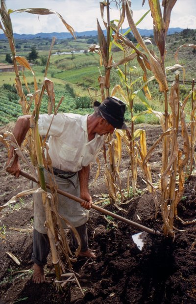 Benigno Marín, agricultor, trabajando en un campo de Colombia de Ted Spiegel
