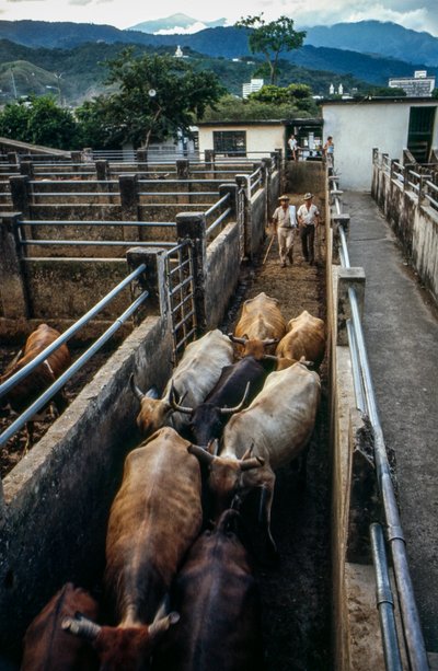 El ganado llega al corral de Palmira, Columbia de Ted Spiegel