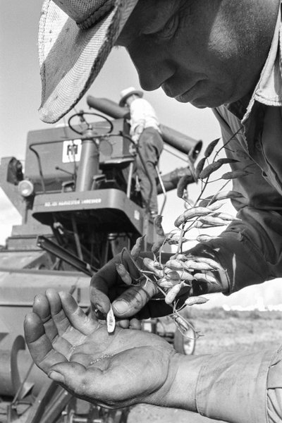 El agricultor familiar Ed Ker, del rancho A.M. Ker, es un granjero que cultiva... de Ted Spiegel