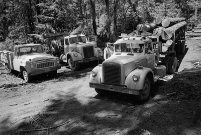 Camiones madereros en un bosque en tala en Oregón de Ted Spiegel