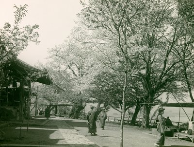 Cerezos en flor en la ciudad de Otsu, isla de Honshu, hacia 1900 - 1915 (fotografía) de Teijiro Takagi