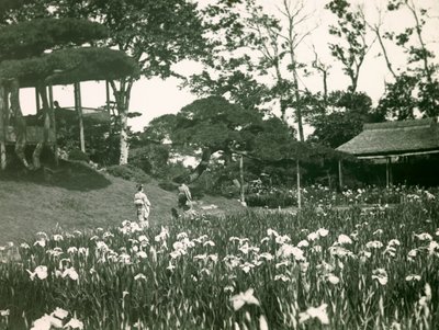 Jardín de iris de Horikiri Shobuen en Tokio, hacia 1900 - 1915 (fotografía) de Teijiro Takagi
