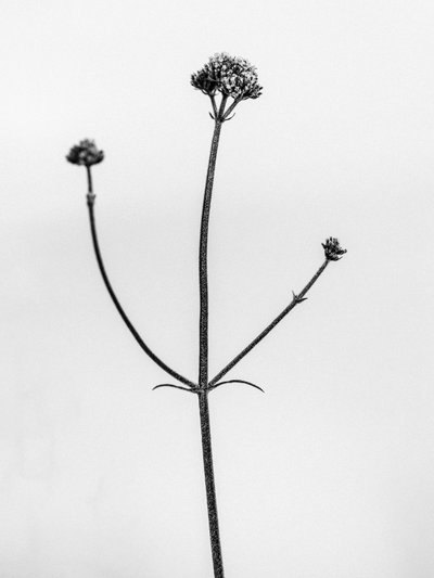 Entre las Flores 11, 2021 (foto b/n) de Teis Albers