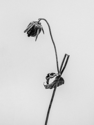 Entre las Flores 12, 2021 (foto b/n) de Teis Albers