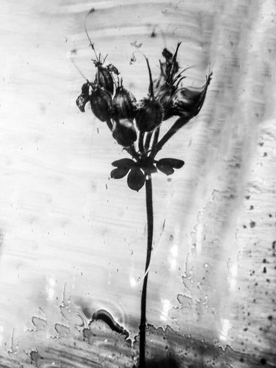 Entre las Flores 14, 2021 (foto b/n) de Teis Albers