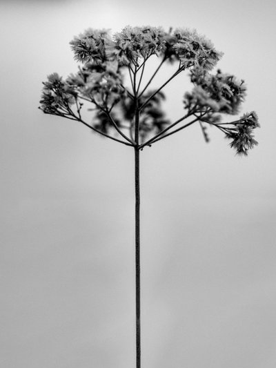 Entre las Flores 1, 2021 (foto b/n) de Teis Albers