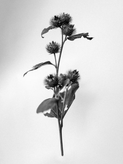 Entre las Flores 23, 2021 (foto b/n) de Teis Albers