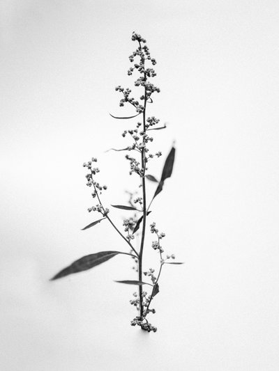 Entre las Flores 24, 2021 (foto b/n) de Teis Albers