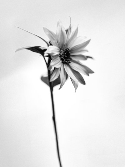 Entre las Flores 25, 2021 (foto b/n) de Teis Albers