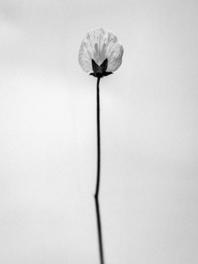Entre las Flores 26, 2021 (foto b/n) de Teis Albers