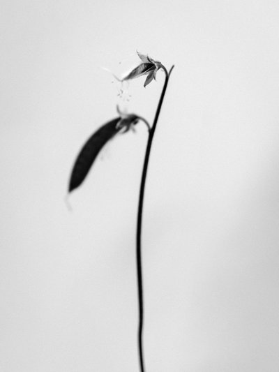 Entre las Flores 27, 2021 (foto b/n) de Teis Albers