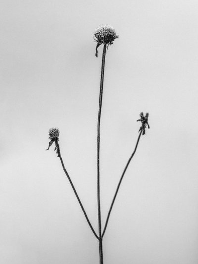 Entre las flores 2, 2021 (foto b/n) de Teis Albers