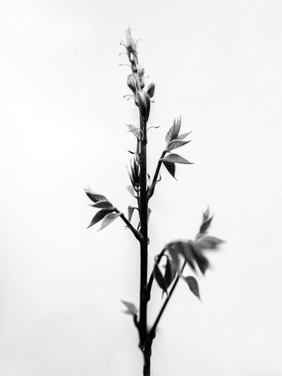 Entre las Flores 32, 2021 (foto b/n) de Teis Albers