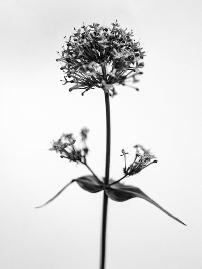 Entre las flores 53, 2021 (fotografía en b/n) de Teis Albers