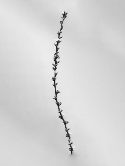 Entre las flores 54, 2021 (fotografía en b/n) de Teis Albers