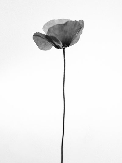 Entre las flores 68, 2021 (fotografía en b/n) de Teis Albers