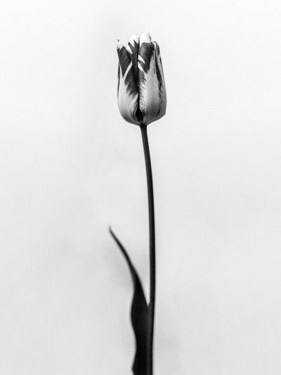 Entre las Flores 70, 2021 (foto b/n) de Teis Albers