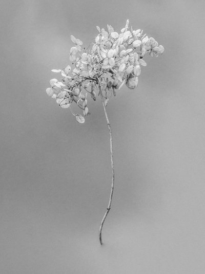Entre las flores 73, 2021 (fotografía en b/n) de Teis Albers