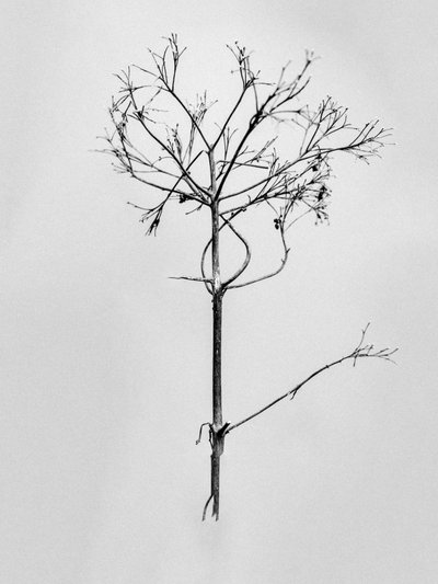 Entre las flores 77, 2021 (fotografía en b/n) de Teis Albers